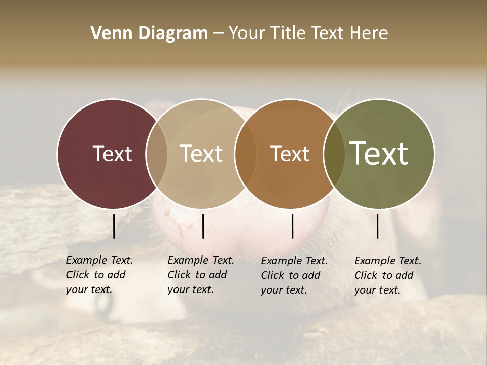 A Pig Sticking Its Head Out Of A Barn PowerPoint Template