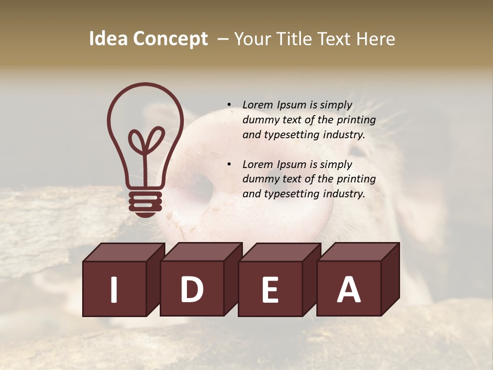 A Pig Sticking Its Head Out Of A Barn PowerPoint Template