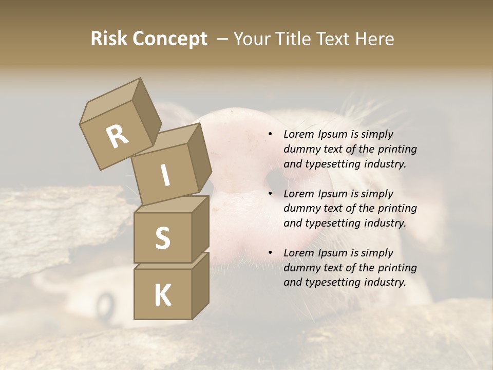 A Pig Sticking Its Head Out Of A Barn PowerPoint Template