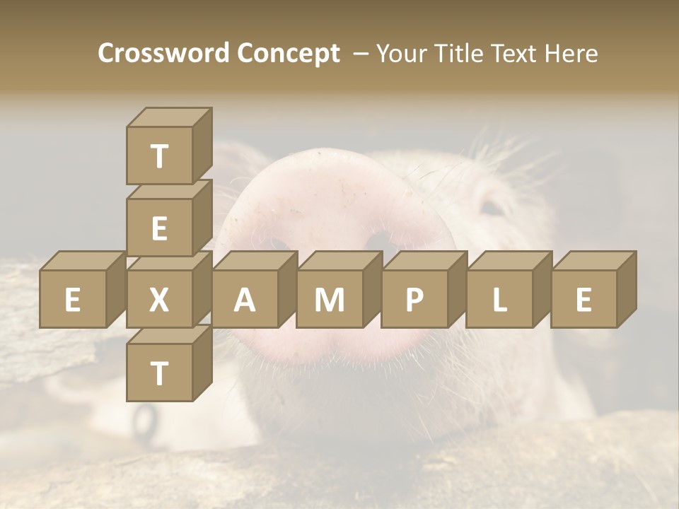 A Pig Sticking Its Head Out Of A Barn PowerPoint Template