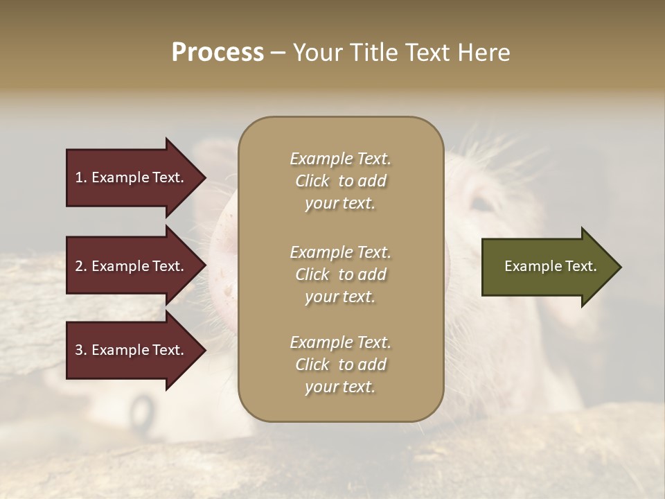 A Pig Sticking Its Head Out Of A Barn PowerPoint Template