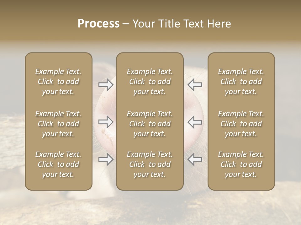 A Pig Sticking Its Head Out Of A Barn PowerPoint Template