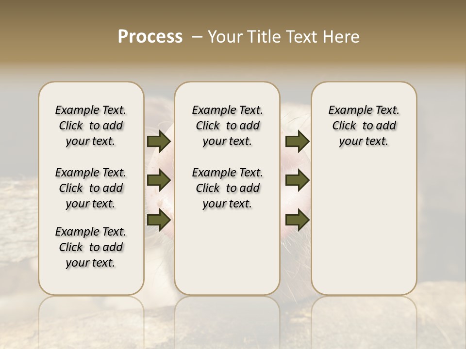 A Pig Sticking Its Head Out Of A Barn PowerPoint Template