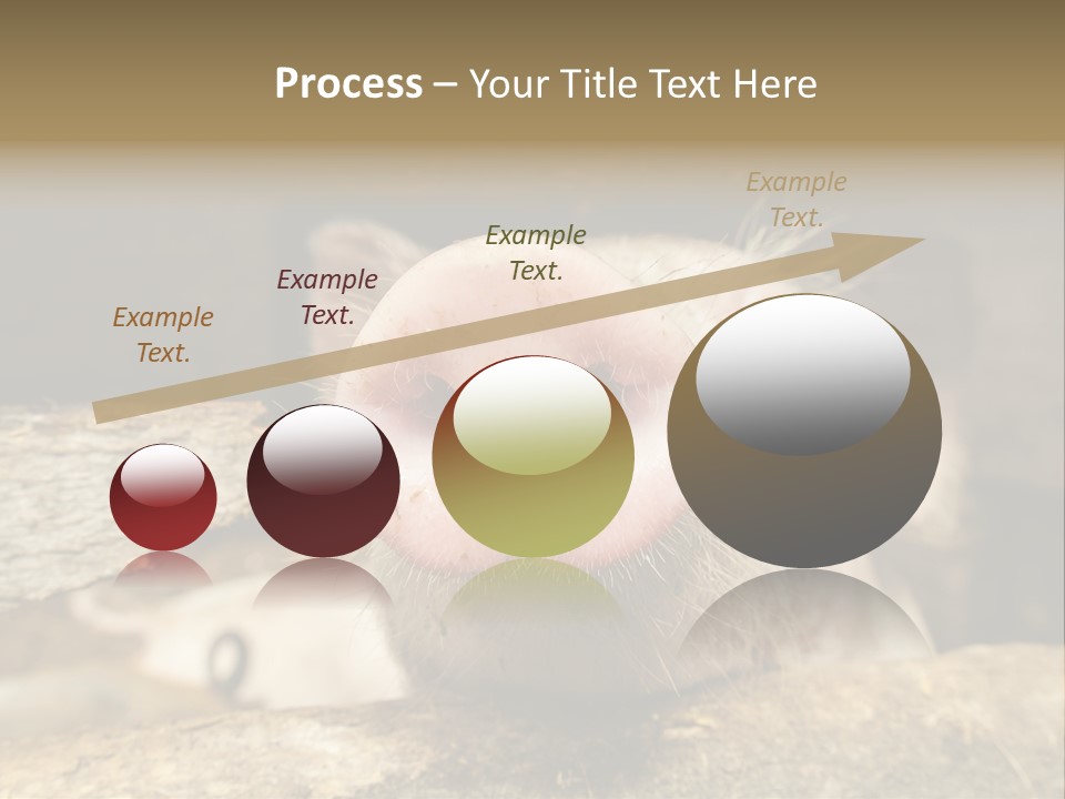 A Pig Sticking Its Head Out Of A Barn PowerPoint Template