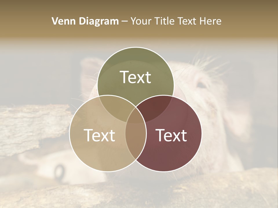 A Pig Sticking Its Head Out Of A Barn PowerPoint Template