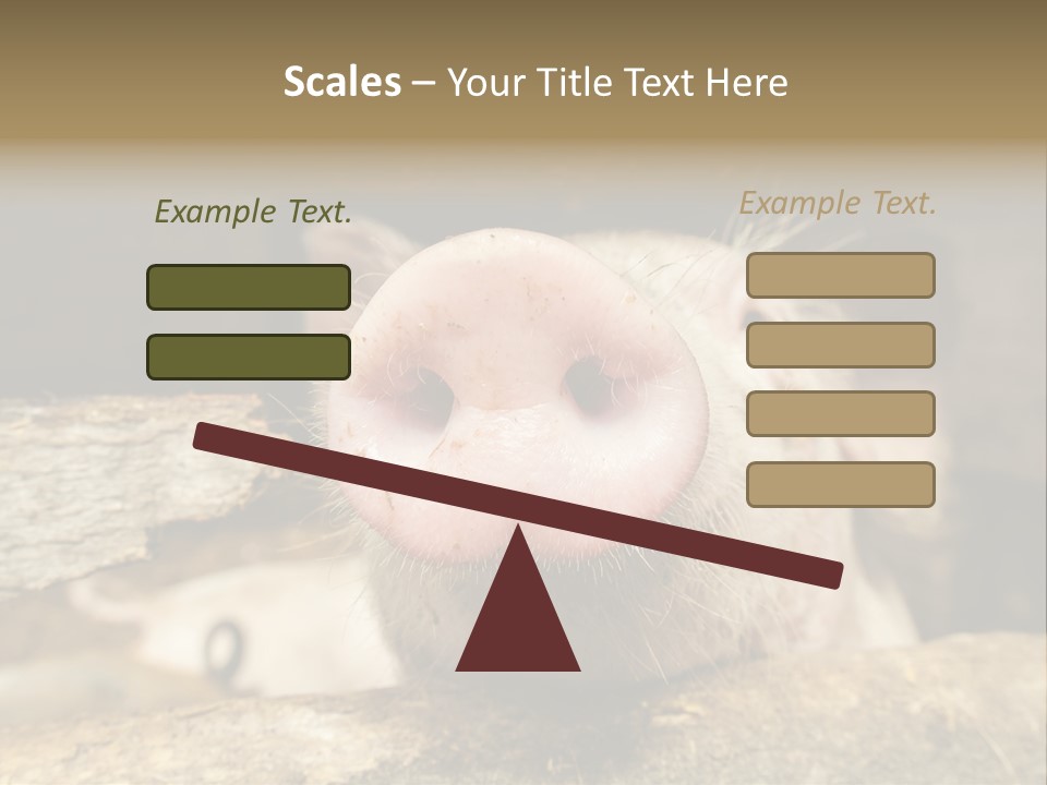 A Pig Sticking Its Head Out Of A Barn PowerPoint Template