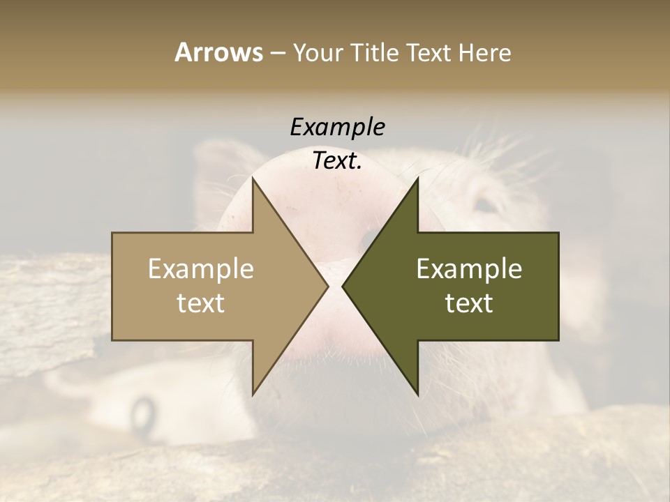 A Pig Sticking Its Head Out Of A Barn PowerPoint Template