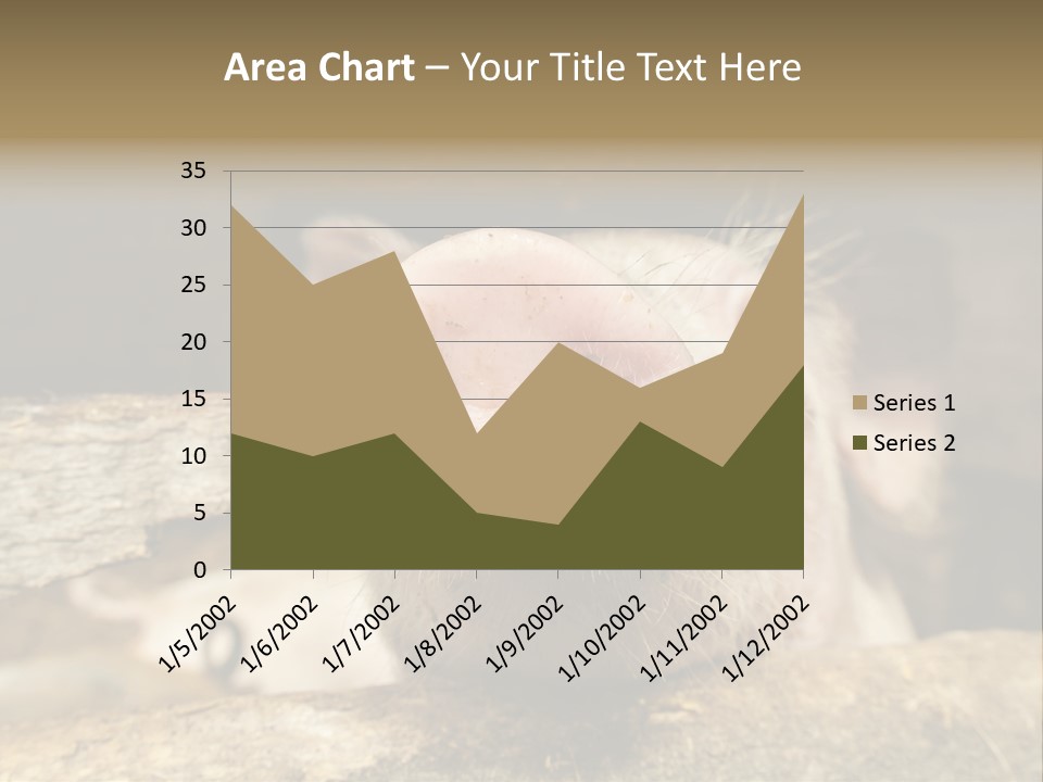 A Pig Sticking Its Head Out Of A Barn PowerPoint Template