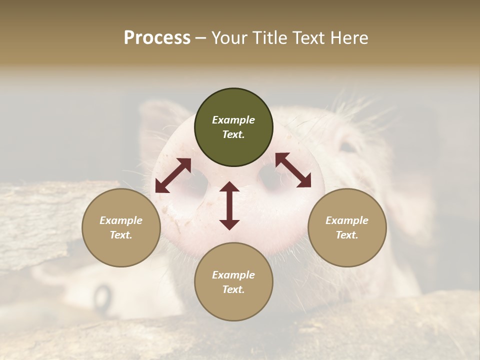 A Pig Sticking Its Head Out Of A Barn PowerPoint Template