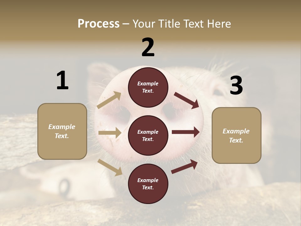 A Pig Sticking Its Head Out Of A Barn PowerPoint Template