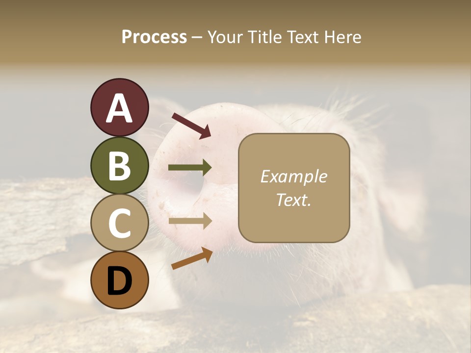 A Pig Sticking Its Head Out Of A Barn PowerPoint Template