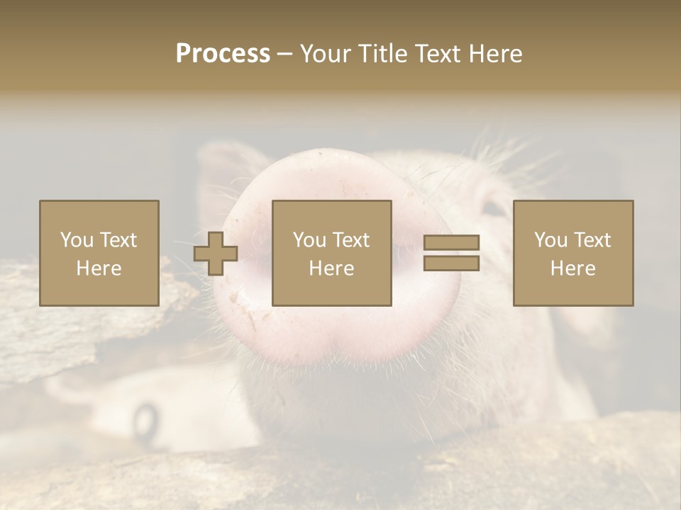 A Pig Sticking Its Head Out Of A Barn PowerPoint Template