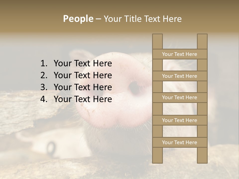 A Pig Sticking Its Head Out Of A Barn PowerPoint Template