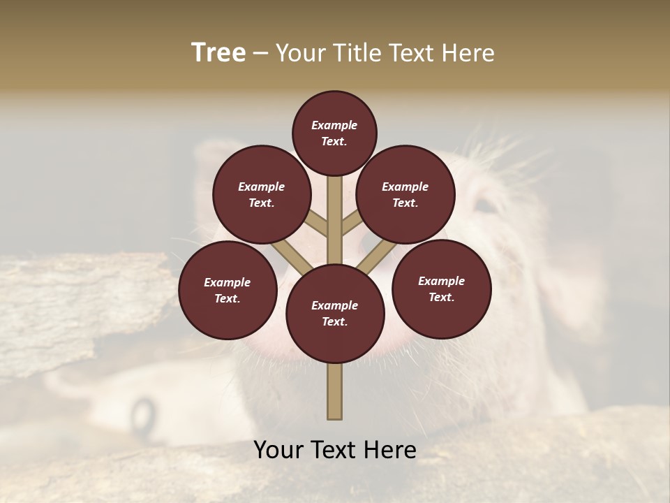 A Pig Sticking Its Head Out Of A Barn PowerPoint Template