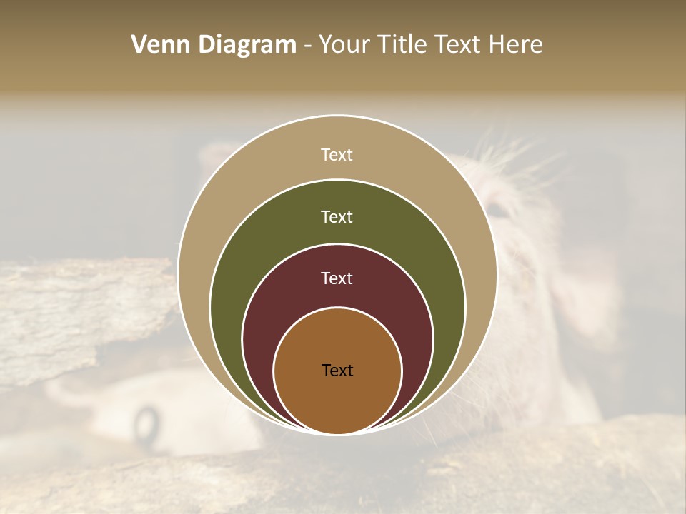 A Pig Sticking Its Head Out Of A Barn PowerPoint Template