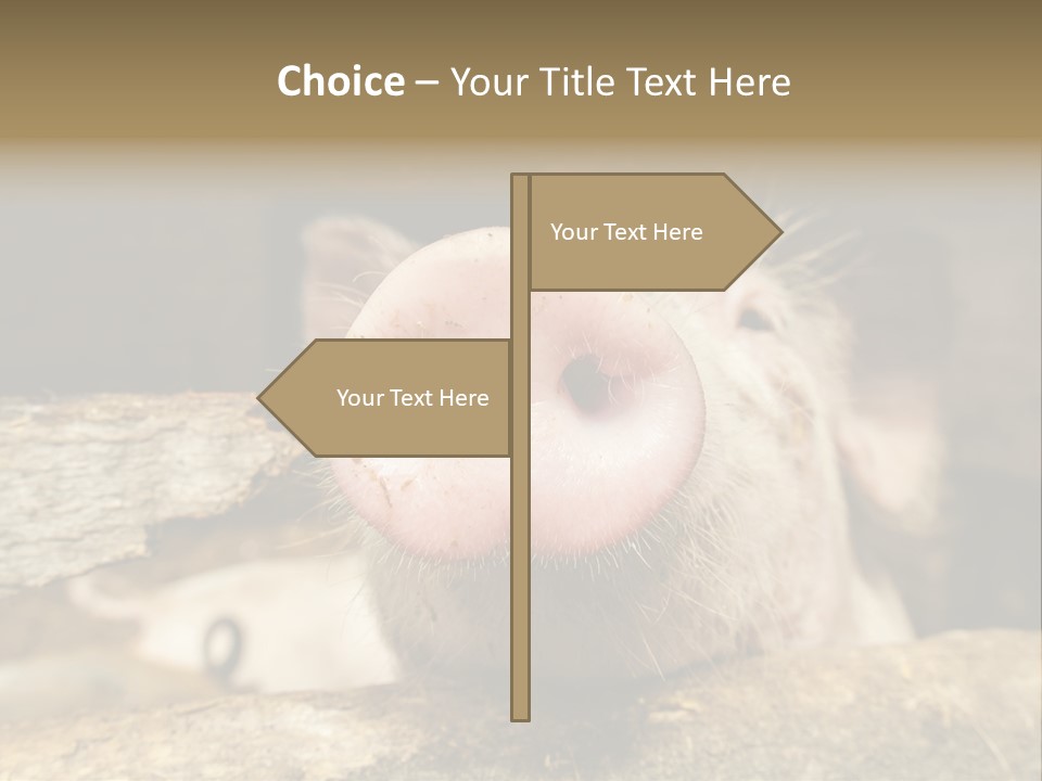 A Pig Sticking Its Head Out Of A Barn PowerPoint Template
