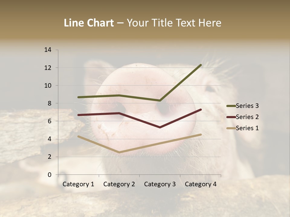 A Pig Sticking Its Head Out Of A Barn PowerPoint Template