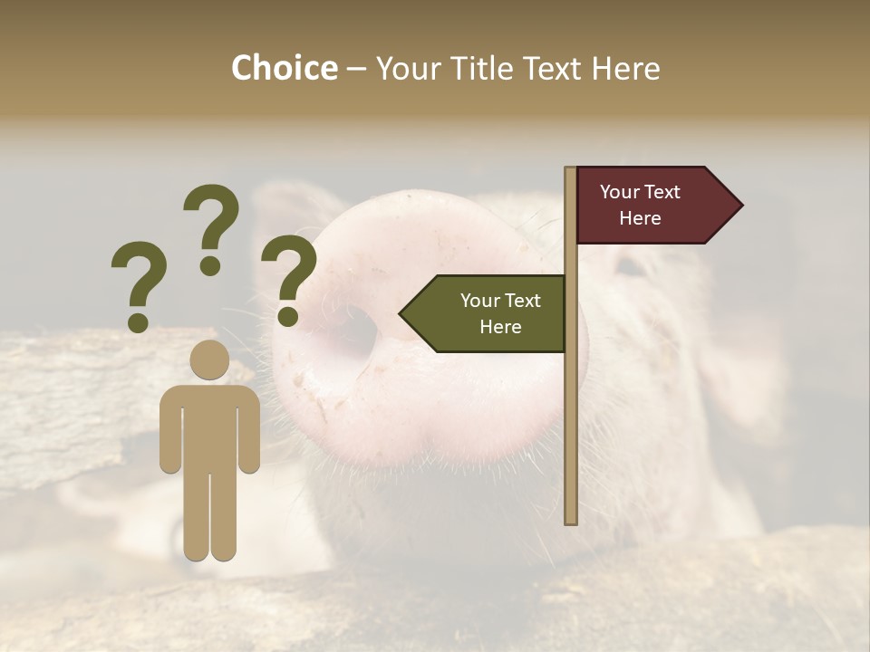 A Pig Sticking Its Head Out Of A Barn PowerPoint Template