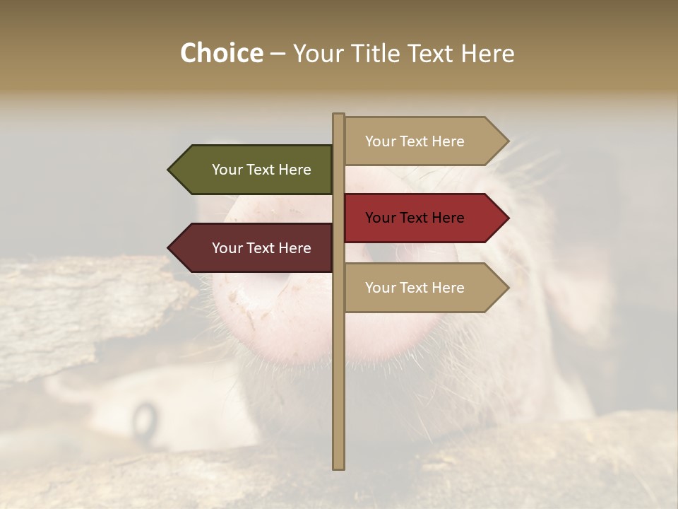 A Pig Sticking Its Head Out Of A Barn PowerPoint Template