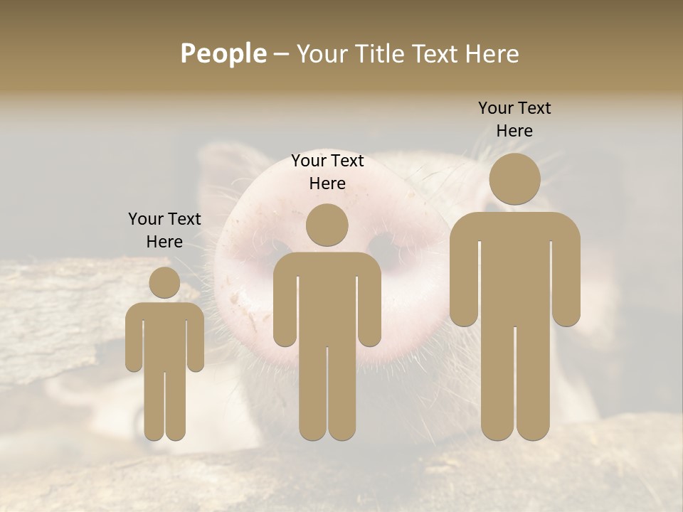 A Pig Sticking Its Head Out Of A Barn PowerPoint Template