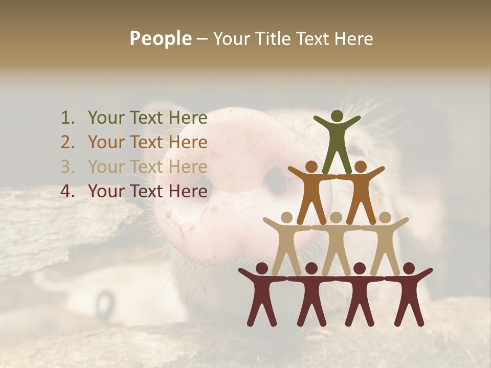 A Pig Sticking Its Head Out Of A Barn PowerPoint Template