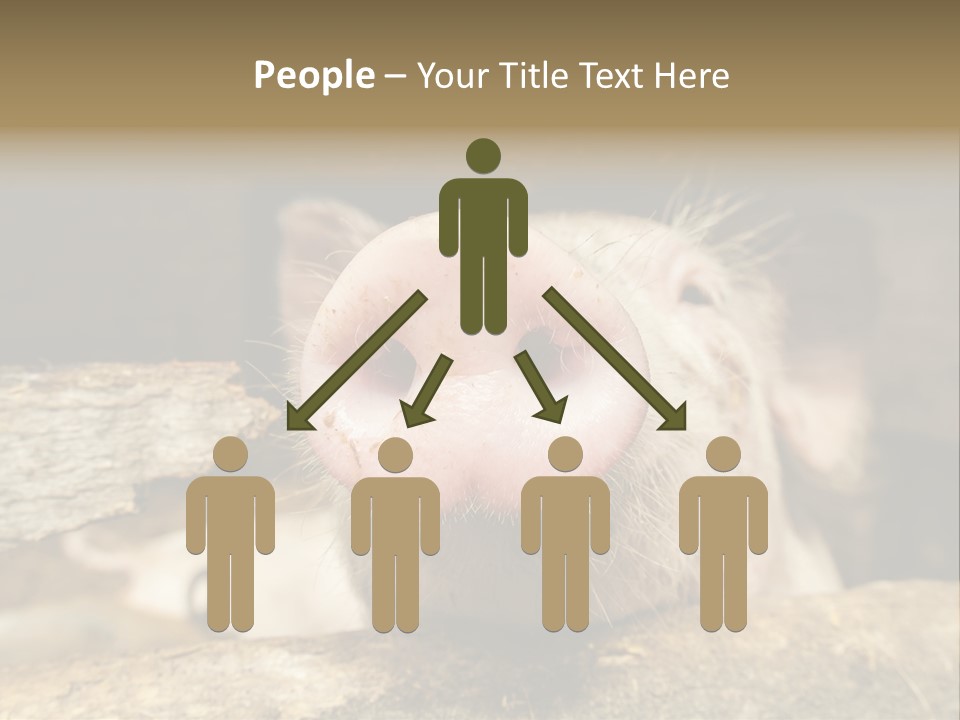 A Pig Sticking Its Head Out Of A Barn PowerPoint Template