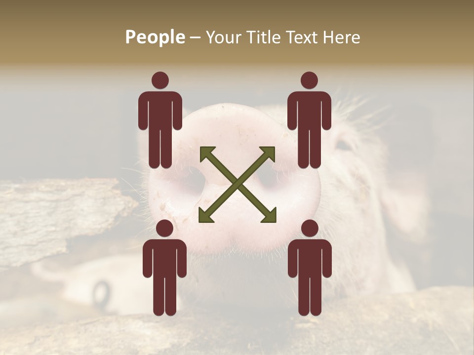 A Pig Sticking Its Head Out Of A Barn PowerPoint Template