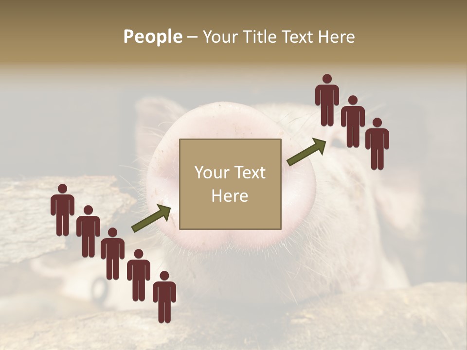 A Pig Sticking Its Head Out Of A Barn PowerPoint Template