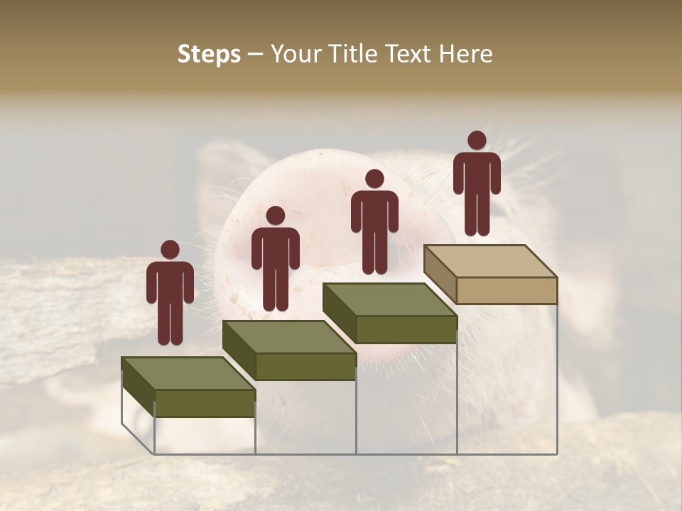 A Pig Sticking Its Head Out Of A Barn PowerPoint Template