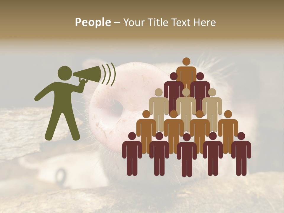 A Pig Sticking Its Head Out Of A Barn PowerPoint Template