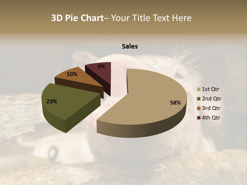 A Pig Sticking Its Head Out Of A Barn PowerPoint Template