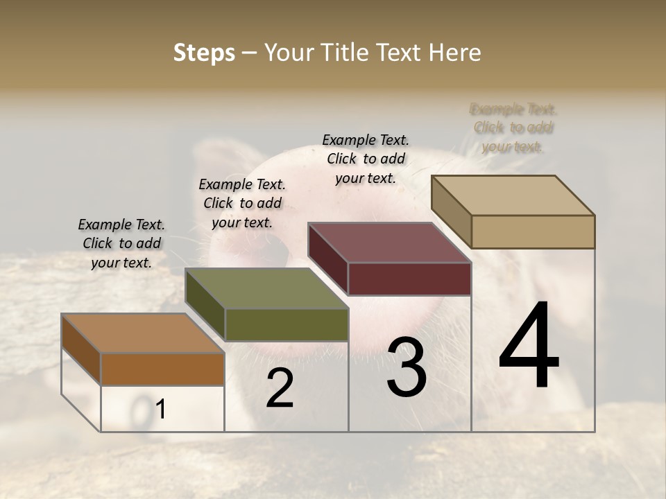 A Pig Sticking Its Head Out Of A Barn PowerPoint Template