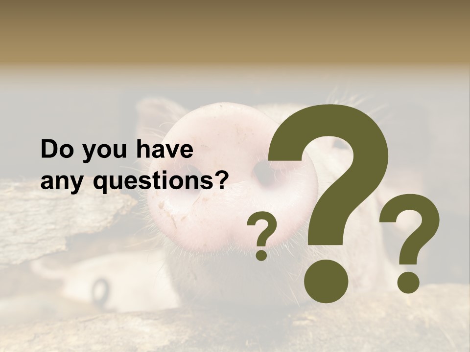 A Pig Sticking Its Head Out Of A Barn PowerPoint Template