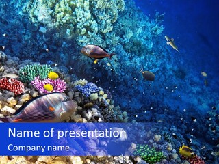 Elsheikh Aquatic Sea PowerPoint Template