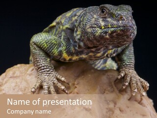 Lizard Threatened Green PowerPoint Template