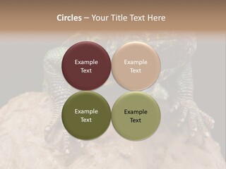 Lizard Threatened Green PowerPoint Template