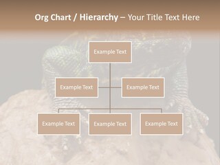 Lizard Threatened Green PowerPoint Template