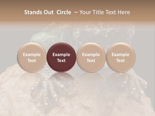 Lizard Threatened Green PowerPoint Template