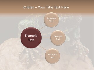 Lizard Threatened Green PowerPoint Template