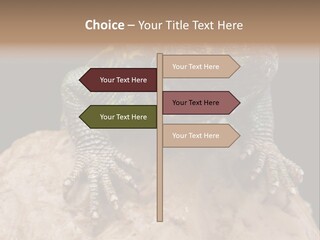Lizard Threatened Green PowerPoint Template