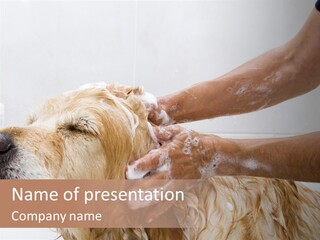 A Person Washing A Dog In A Bathtub PowerPoint Template