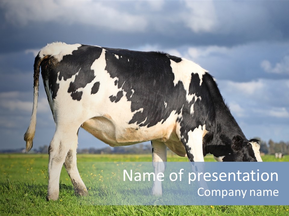 A Black And White Cow Grazing In A Field PowerPoint Template