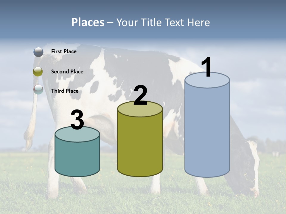 A Black And White Cow Grazing In A Field PowerPoint Template