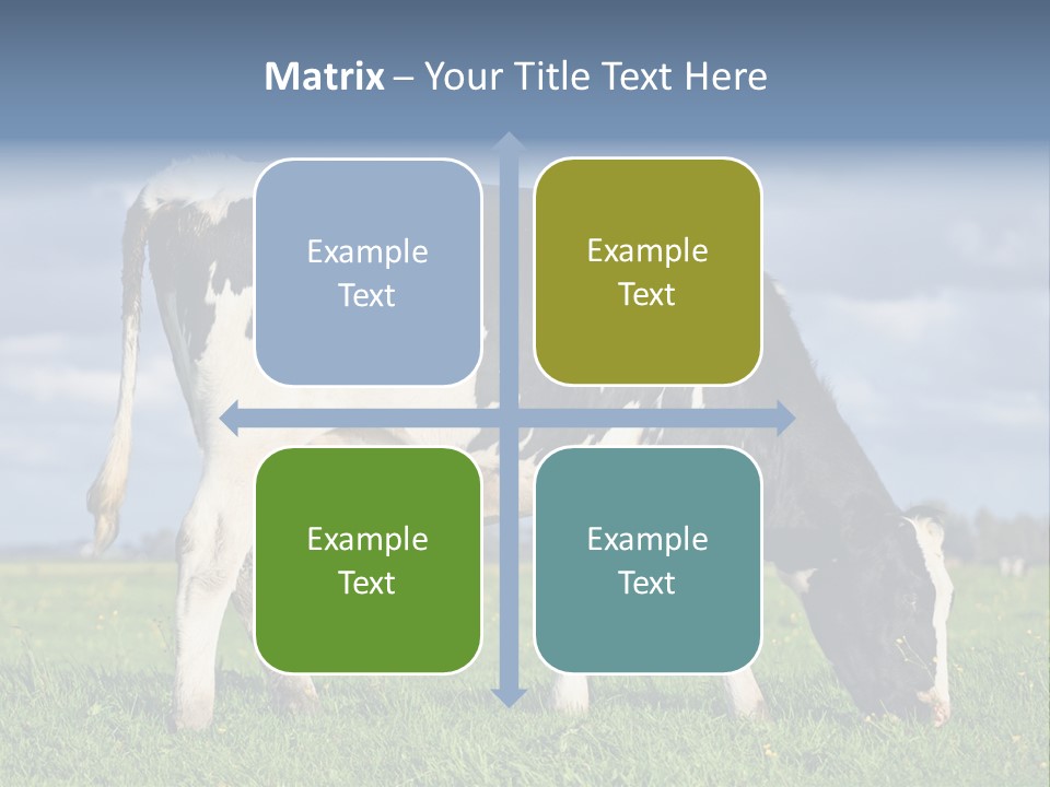 A Black And White Cow Grazing In A Field PowerPoint Template