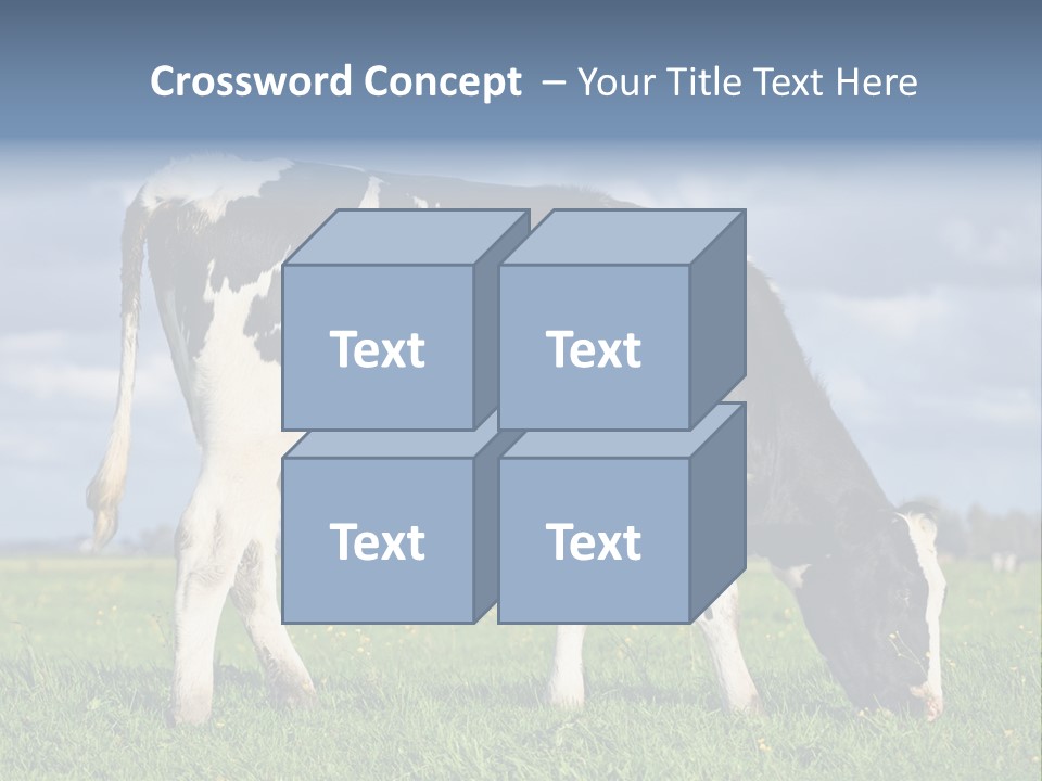 A Black And White Cow Grazing In A Field PowerPoint Template