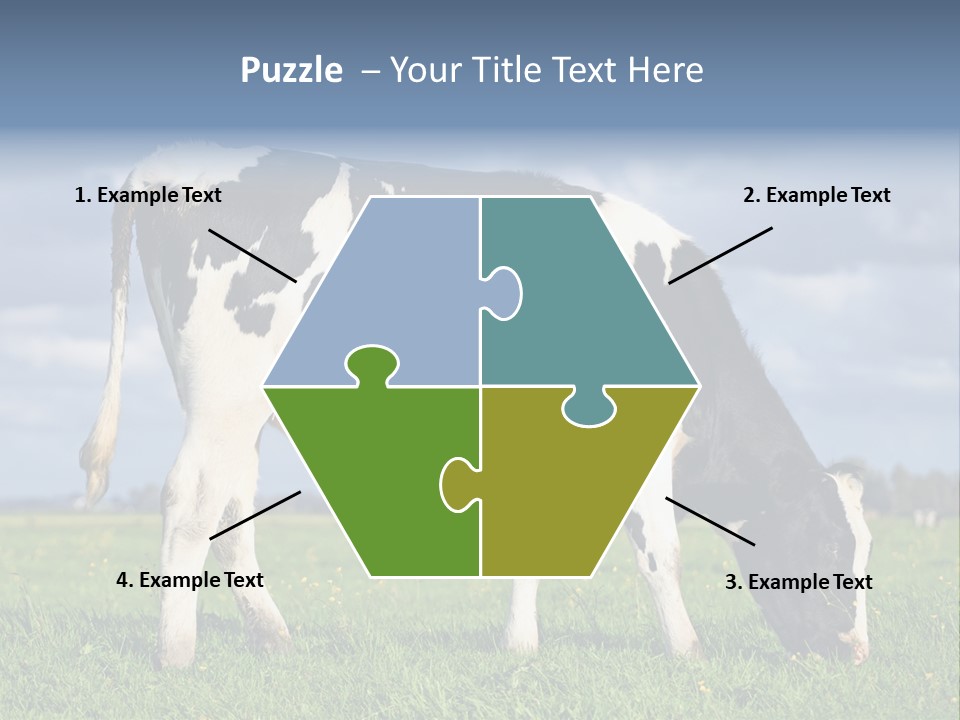 A Black And White Cow Grazing In A Field PowerPoint Template