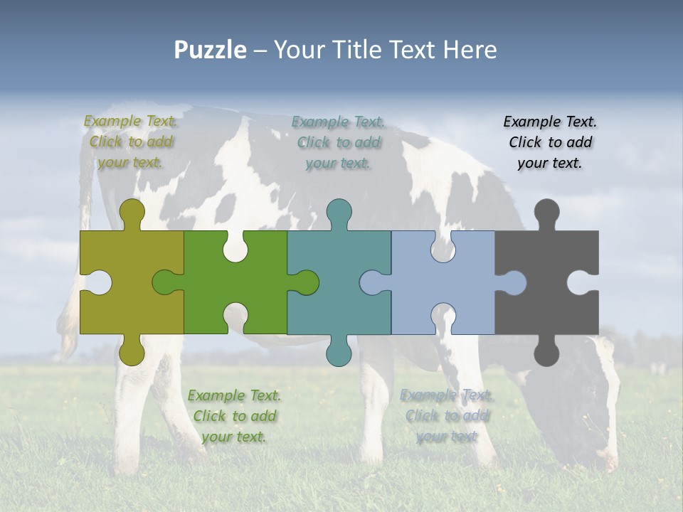 A Black And White Cow Grazing In A Field PowerPoint Template