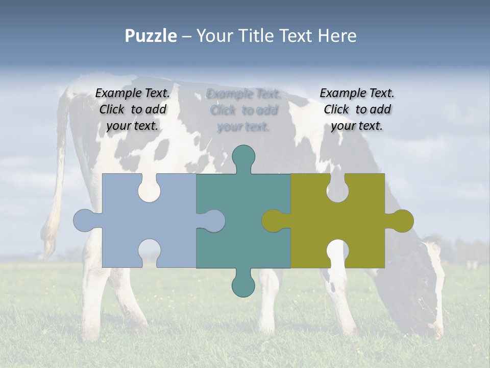 A Black And White Cow Grazing In A Field PowerPoint Template