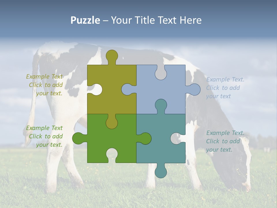A Black And White Cow Grazing In A Field PowerPoint Template