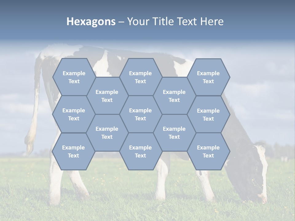 A Black And White Cow Grazing In A Field PowerPoint Template